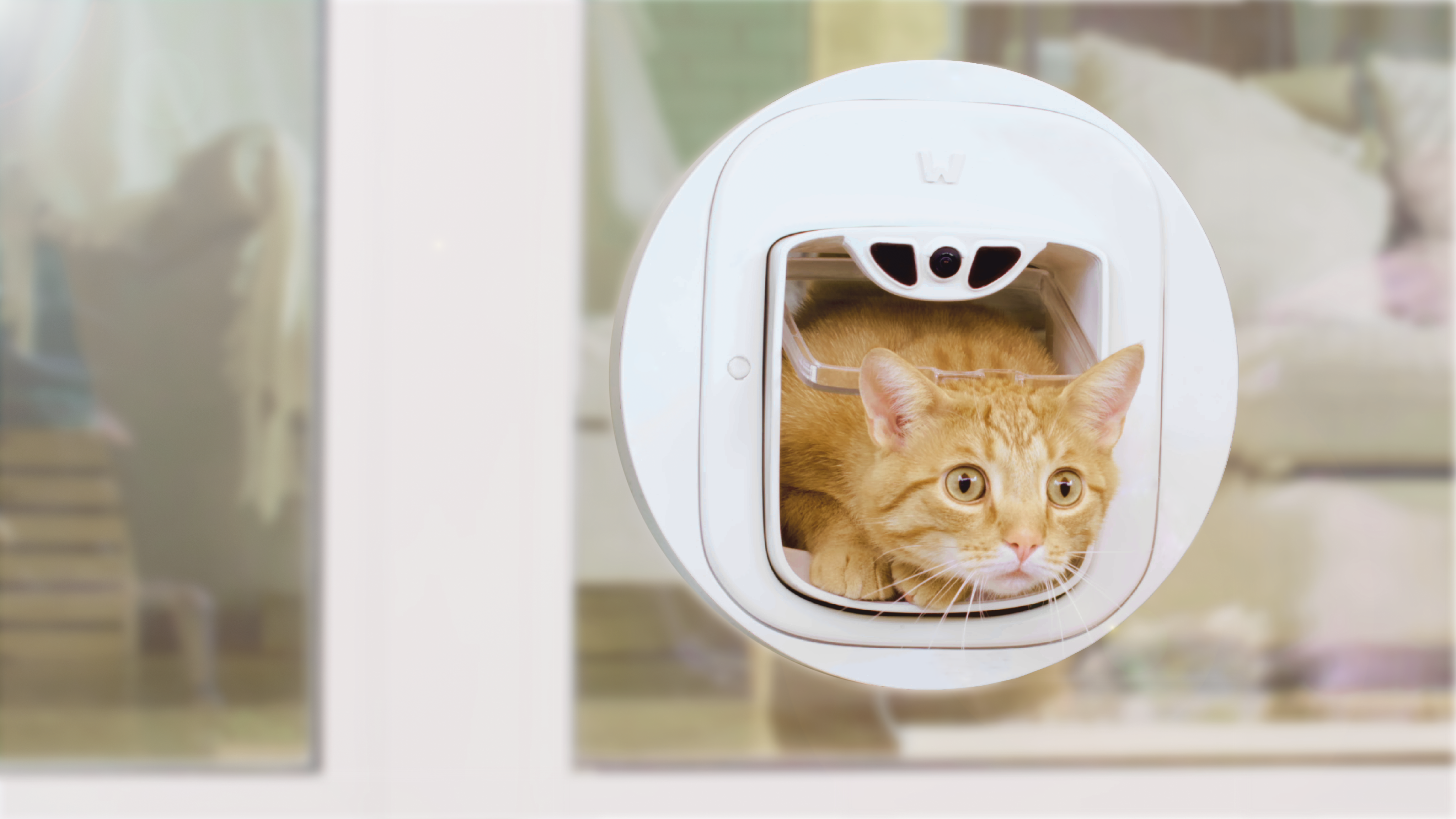 No More Kitty Doorman Duties: Introducing Pawly Door